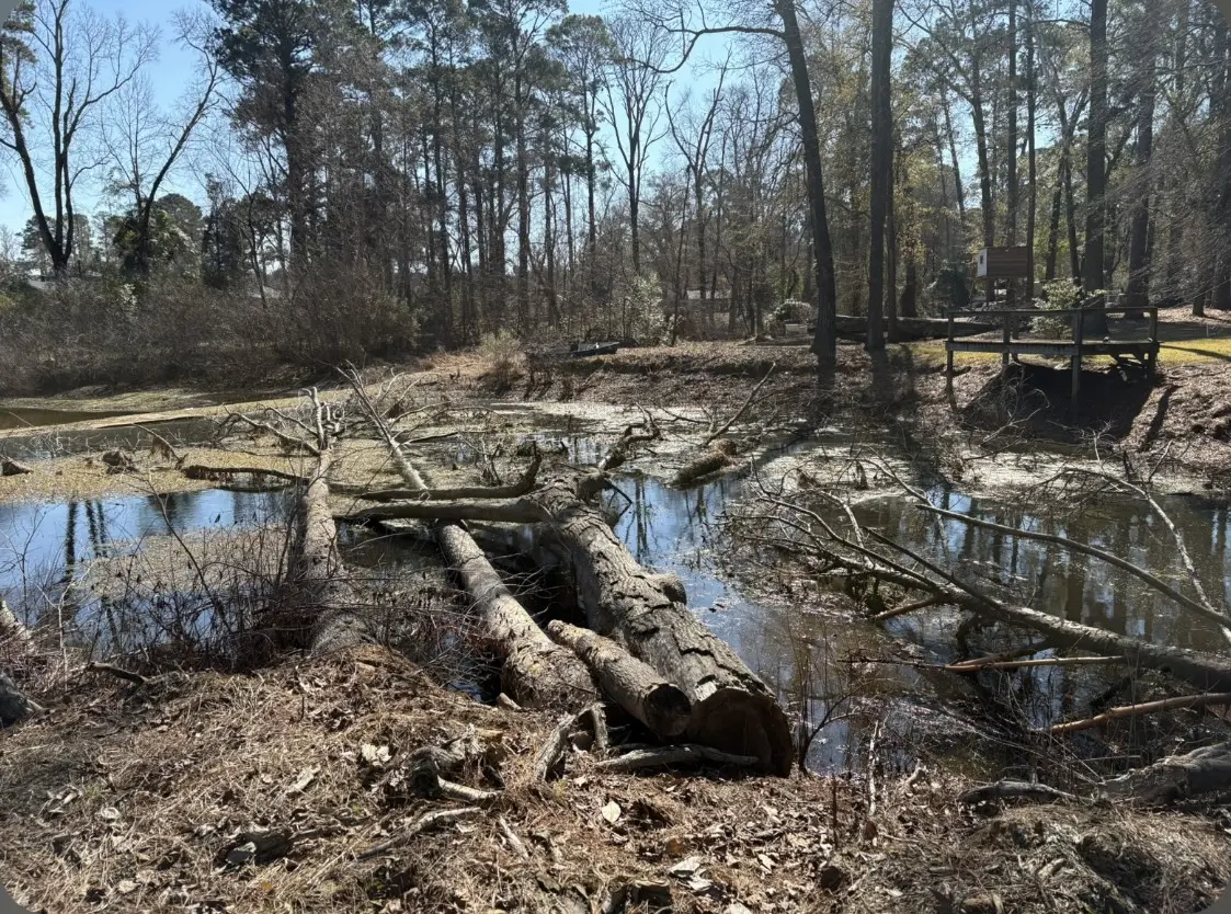 Pond edge before cleanup with fallen timber and heavy debris